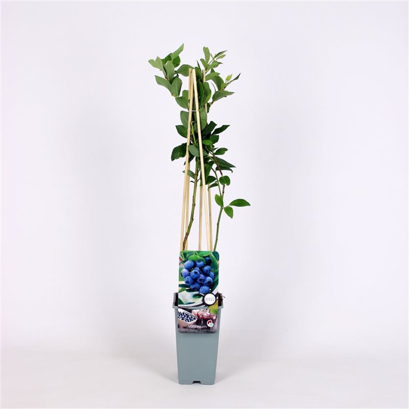 Vaccinium c. 'Goldtraube 23' - C2 70/+ CM